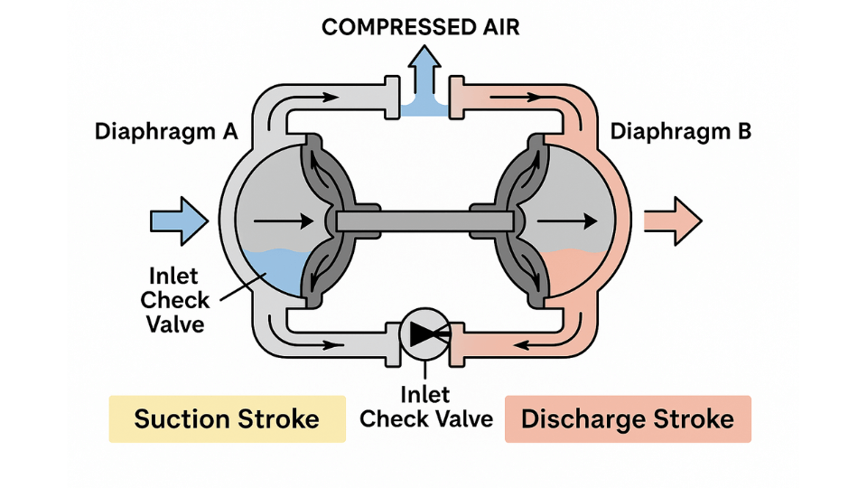 Labeled 2D digital diagram illustrating the operation of a double-diaphragm pump, showing two diaphragms alternately moving inward and outward to draw fluid in through inlet check valves and discharge it through outlet ports using compressed air.